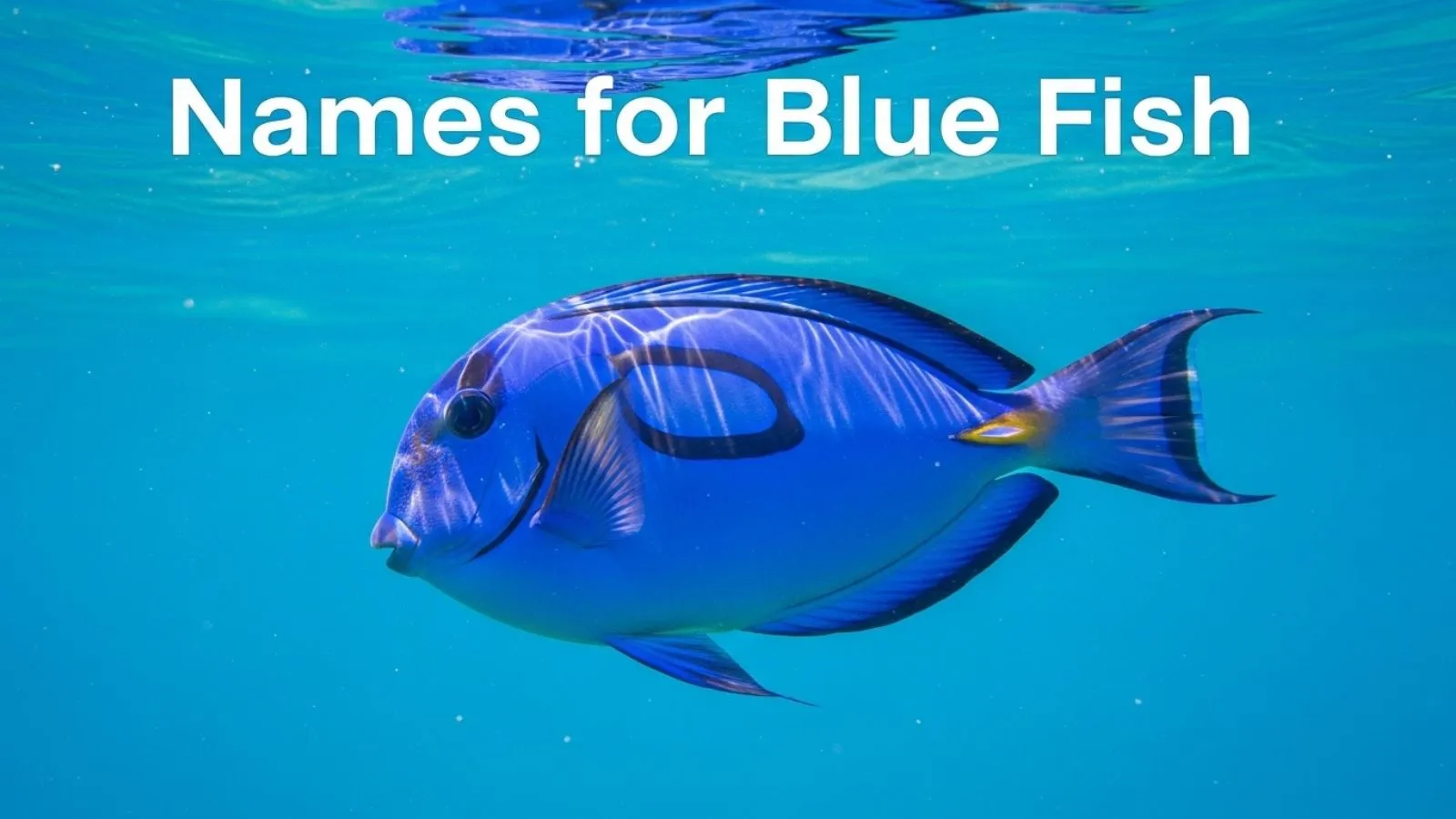 Names for Blue Fish
