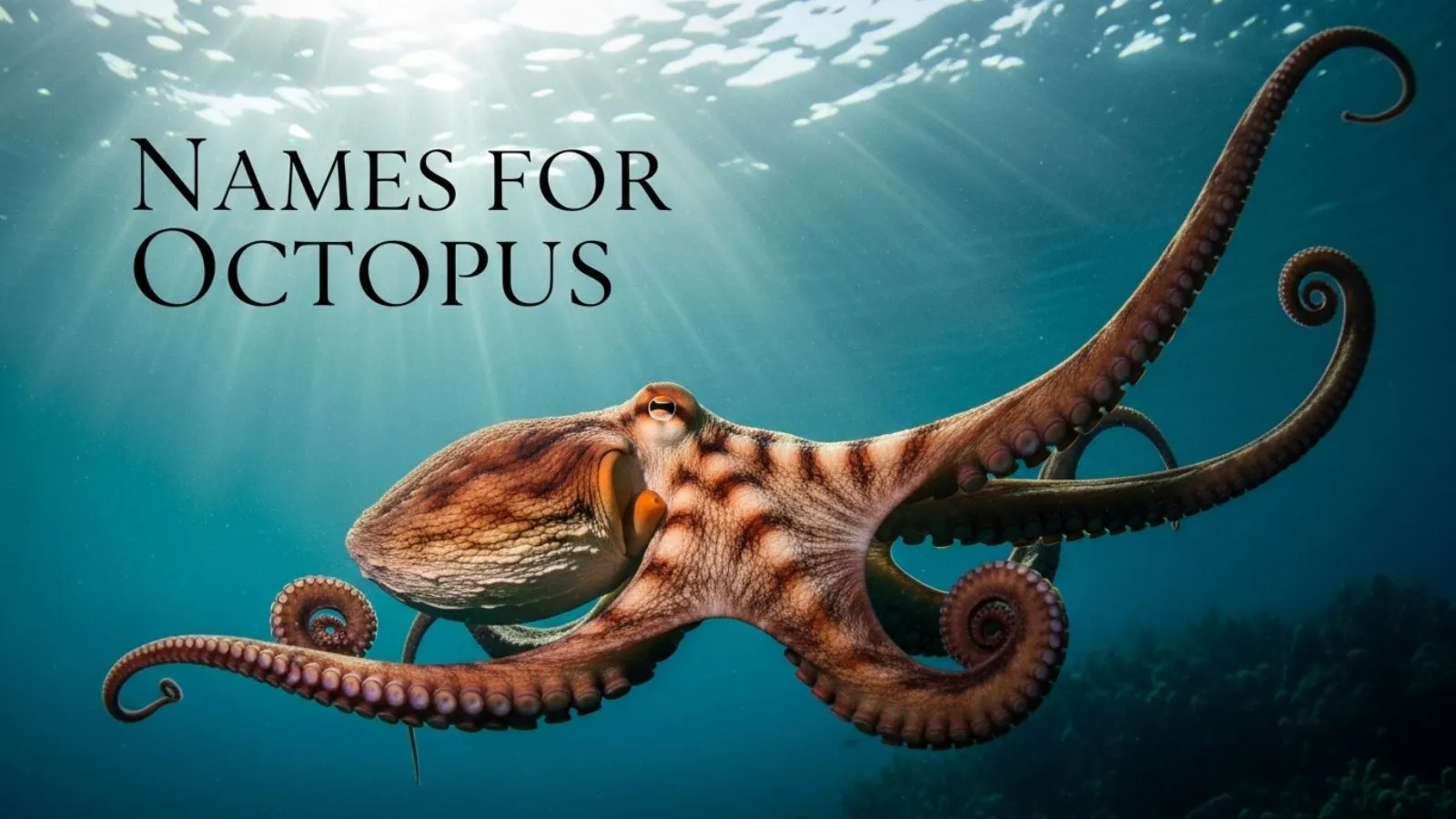 Names for Octopus