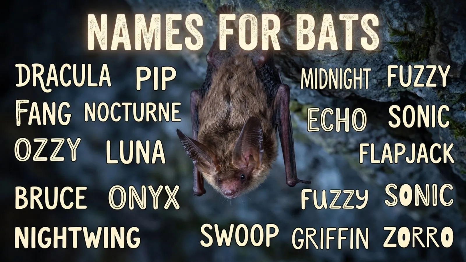 Names for Bats