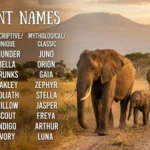 Names for Elephants