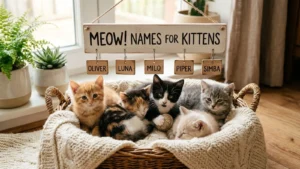Names for Kittens