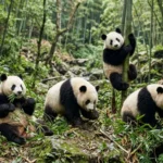 Names for Pandas